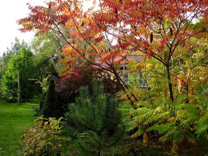 Сумах оленерогий Rhus typhina