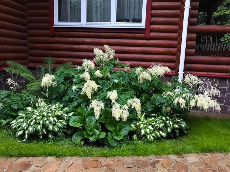 Гортензия дерен Хоста