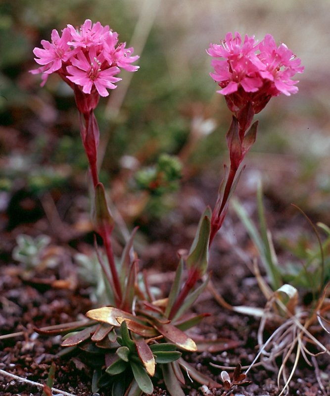 Lychnis Alpina 'rosea'