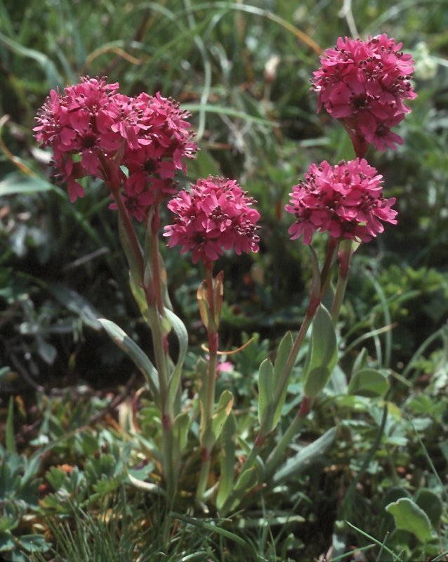 Лихнис Альпийский - Lychnis Alpina