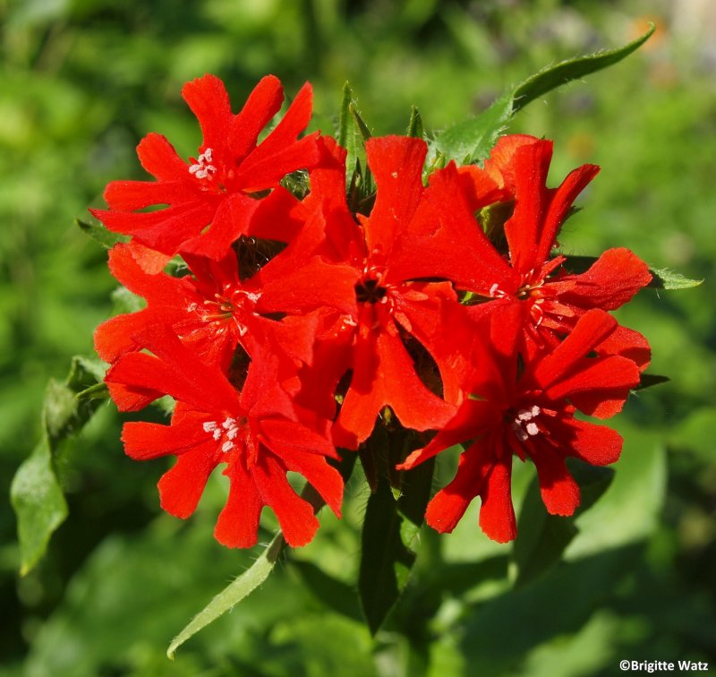 Lychnis Flos-cuculi Jenny