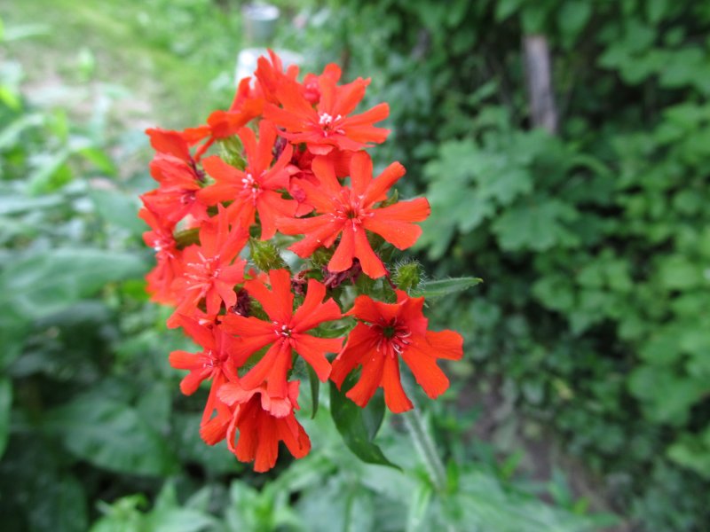 Лихнис (алая Зорька)