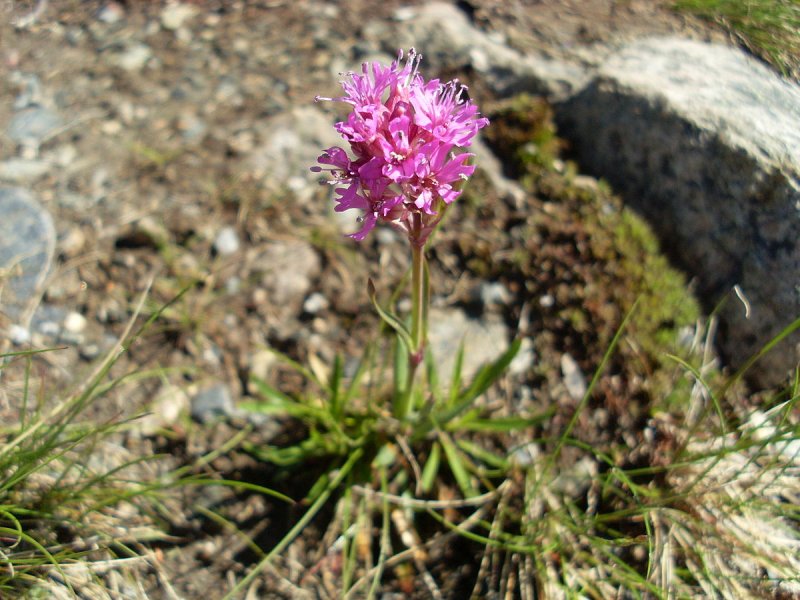 Лихнис Альпийский - Lychnis Alpina