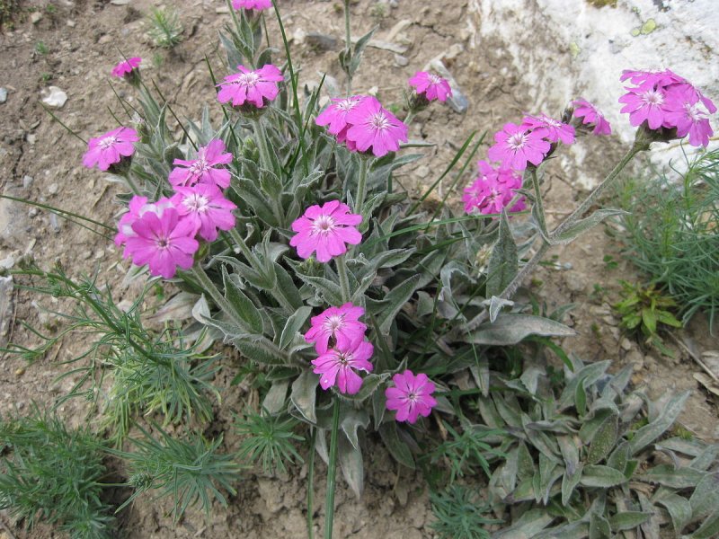 Лихнис Альпийский сорта