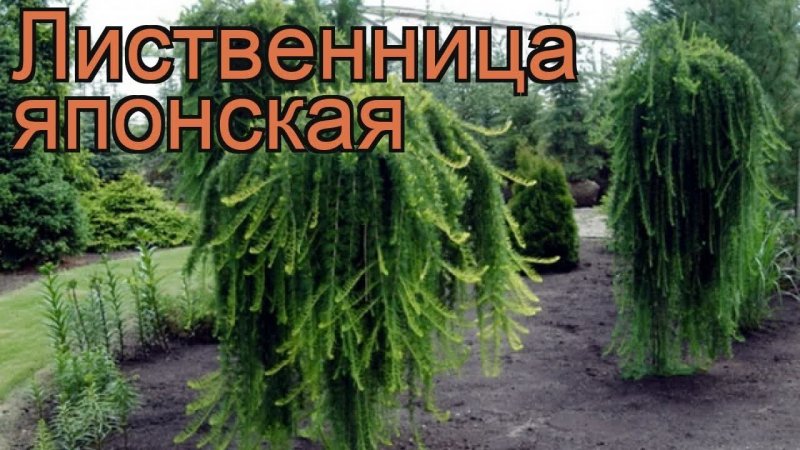Лиственница (Larix kaempferi Grey Pearl)