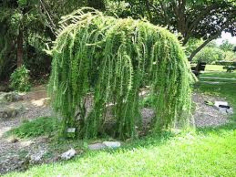 Лиственница плакучая Пендула