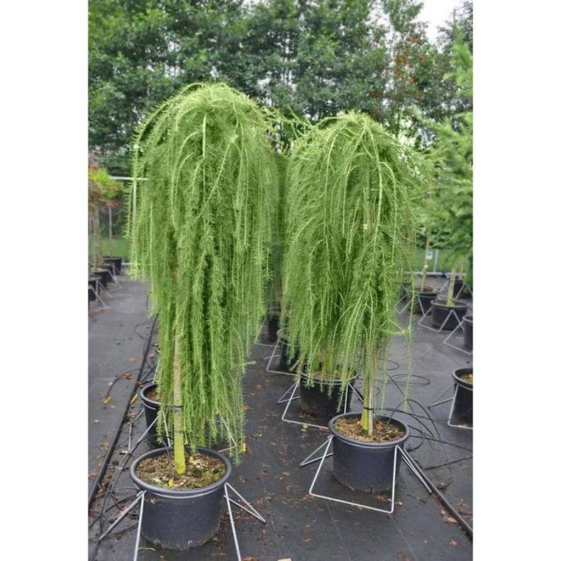 Лиственница европейская Пендула (Larix decidua pendula)