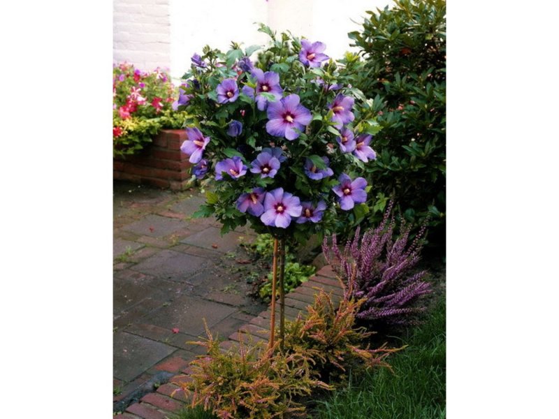 Hibiscus moscheutos Planet® Solène 'tansol'