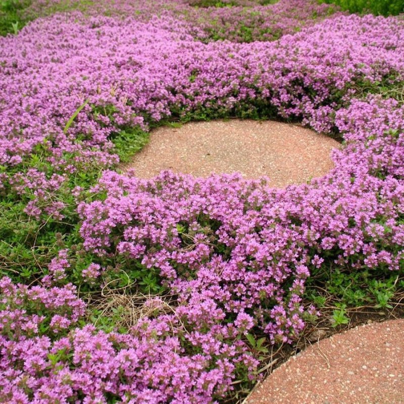 Тимьян Thymus praecox Red Carpet