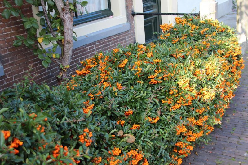 Пираканта оранж Глоу Pyracantha Orange Glow