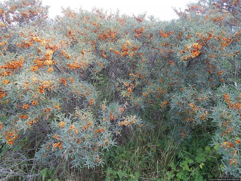 Hippophae rhamnoides Bonsai