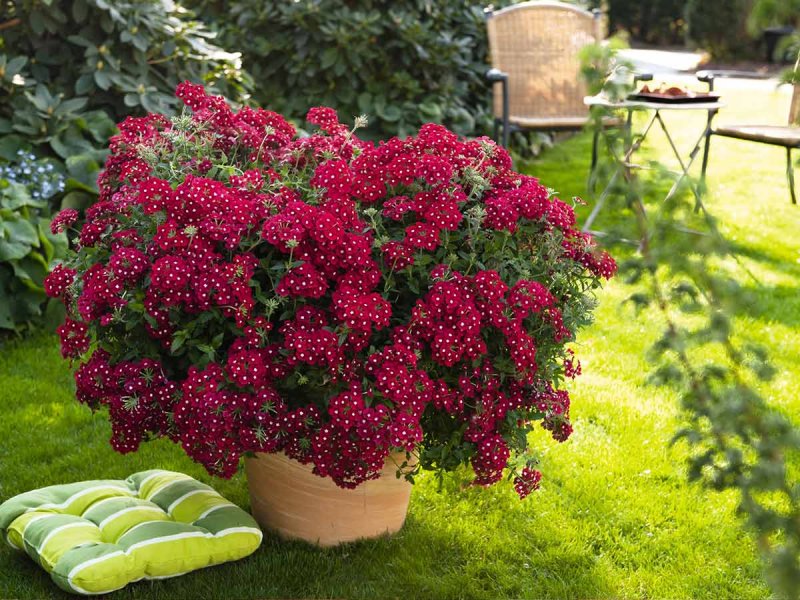 Вербена Lindolena Magenta