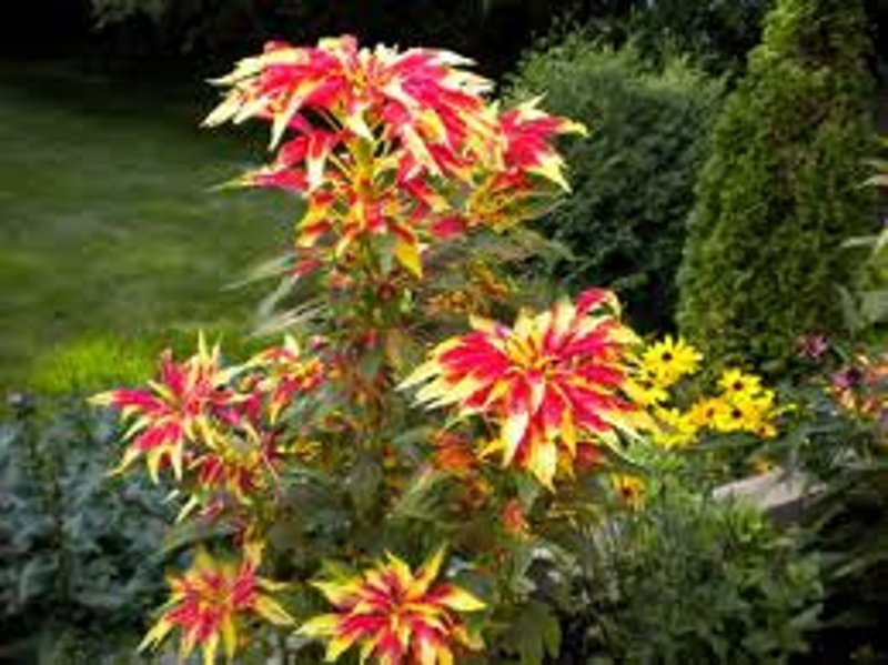 Амарант трехцветный (Amaranthus Tricolor) "perfecta