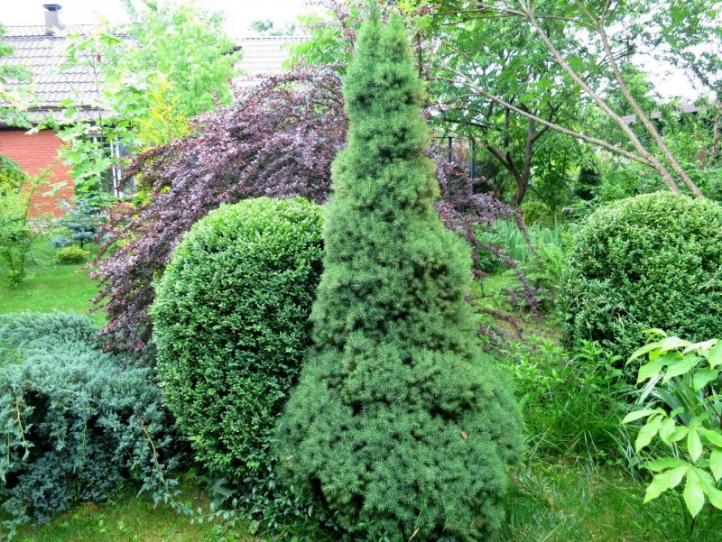 Picea glauca Daisy's White