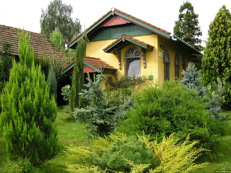 Можжевельник минт джулеп в ландшафтном