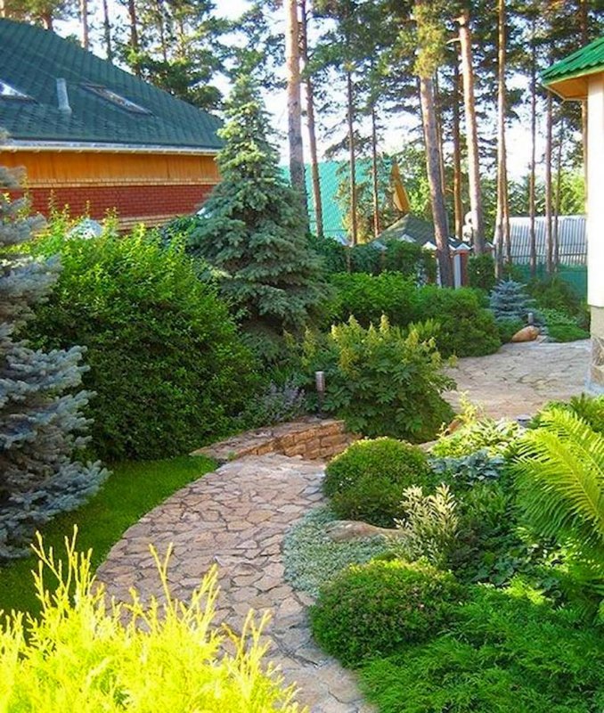 Хвойники в Лесном ландшафте