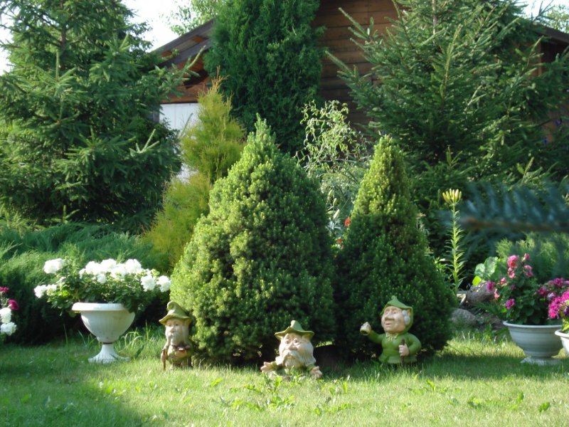 Среднерослые хвойники