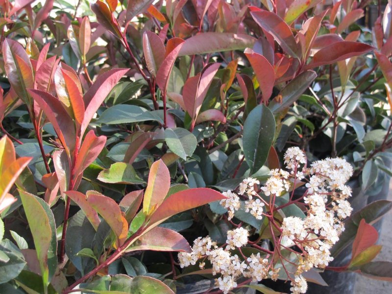 Photinia fraseri Tree