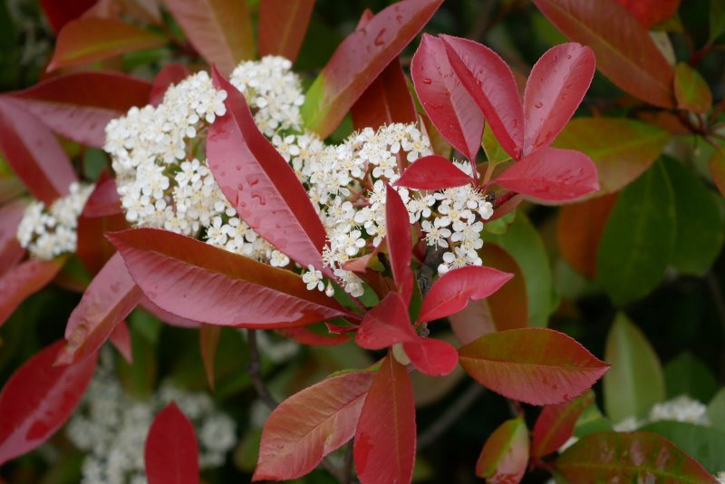 Фотиния Фразера (Photinia fraseri)
