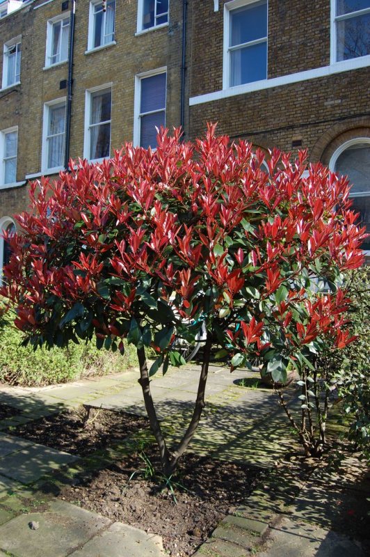 Фотиния Фразера ред Робин (Photinia fraseri Red Robin)