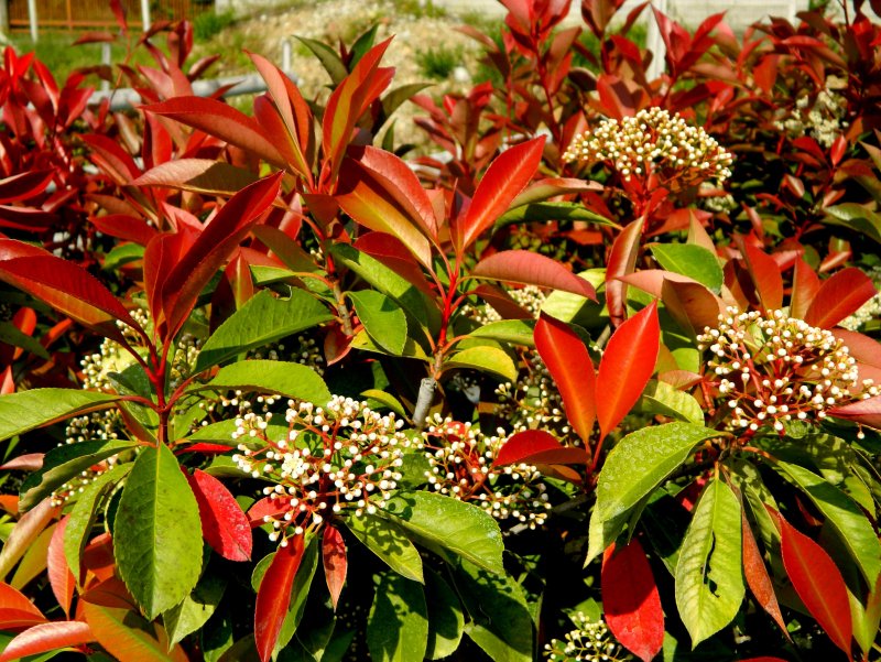 Фотиния сомнительная ( Photinia / Stranvaesia amphidoxa )