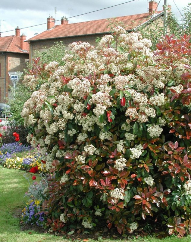 Фотиния Фразера (Photinia fraseri Carré rouge) p9