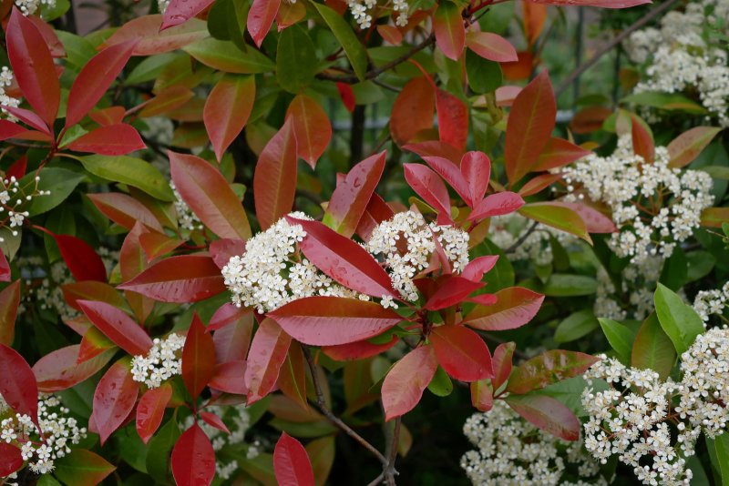 Фотиния пильчатая (Photinia serrulata)