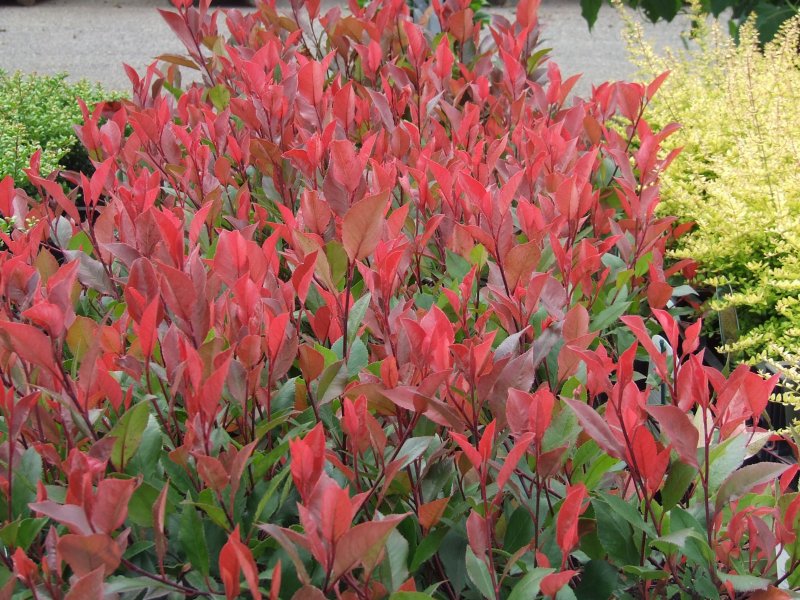 Photinia fraseri 'little Red Robin'
