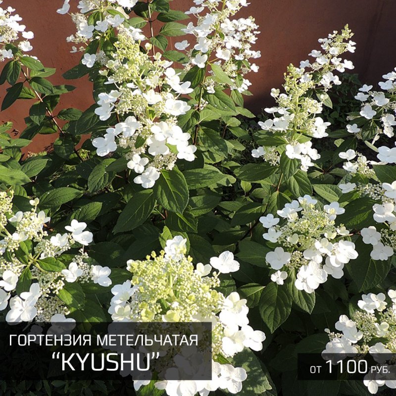 Гортензия метельчатая "Киушу" ("Kyushu")