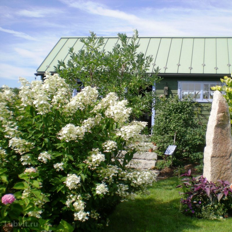 Hydrangea Pan. 'Unique'