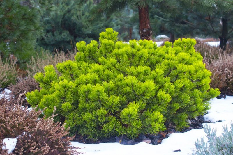 Кедровый стланик (Pinus pumila)
