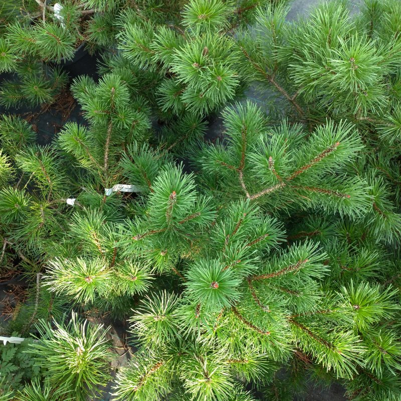 Pinus pumila (сосна Кедровая стланиковая) 'glauca'