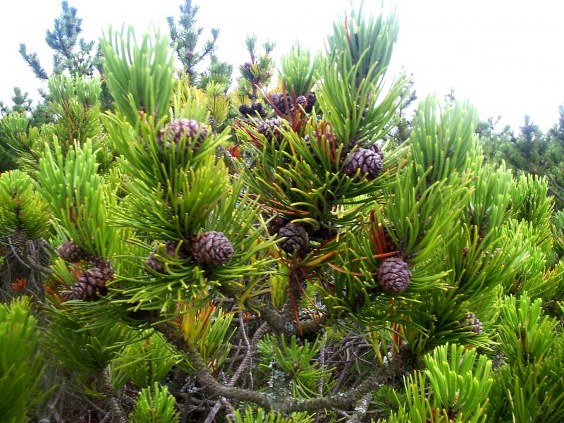 Сосна Балканская (сорт 'Arnold Dwarf')