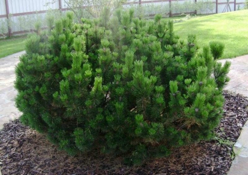 Кедровый стланик (Pinus pumila)