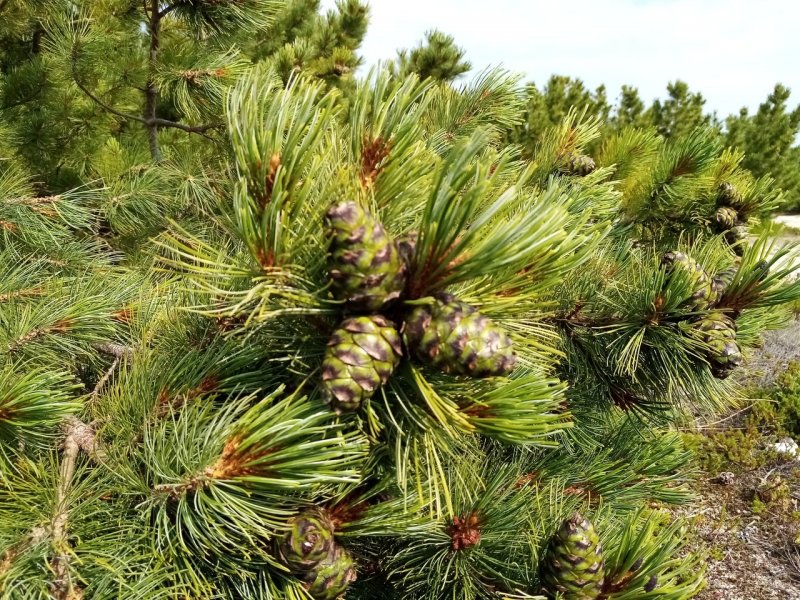 Сосна Горная Мугус/Pinus