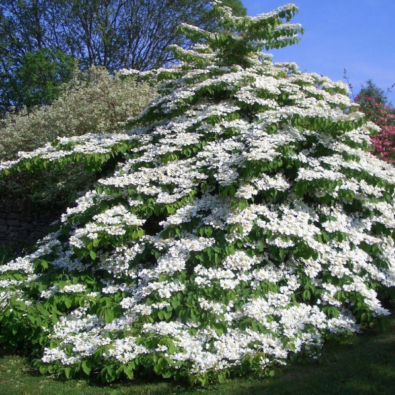 Калина складчатая tomentosum