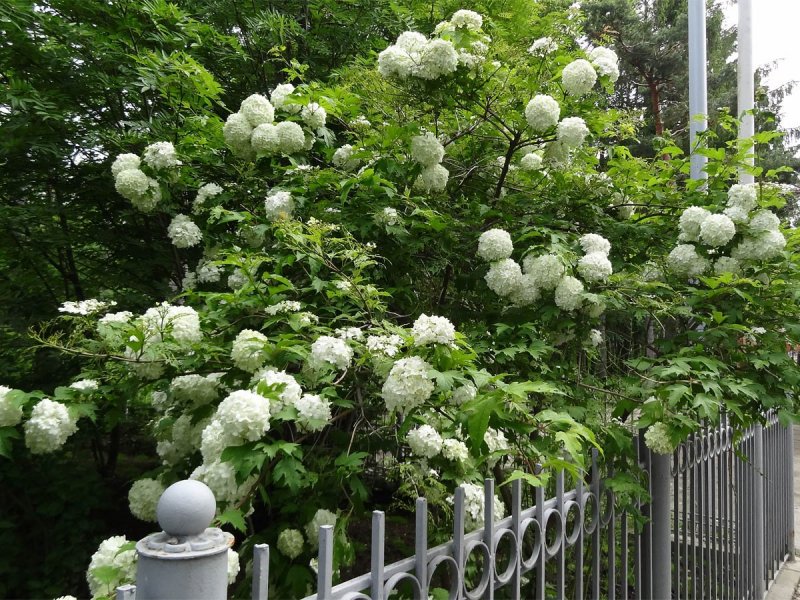 Кустарник Калина бульденеж