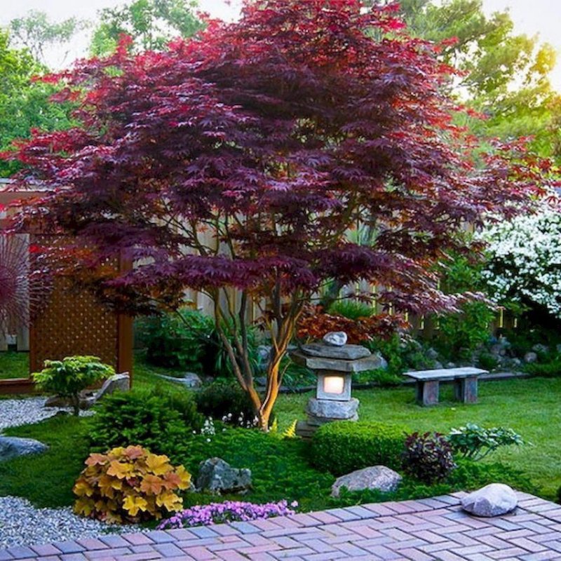Acer palmatum 'Bloodgood'