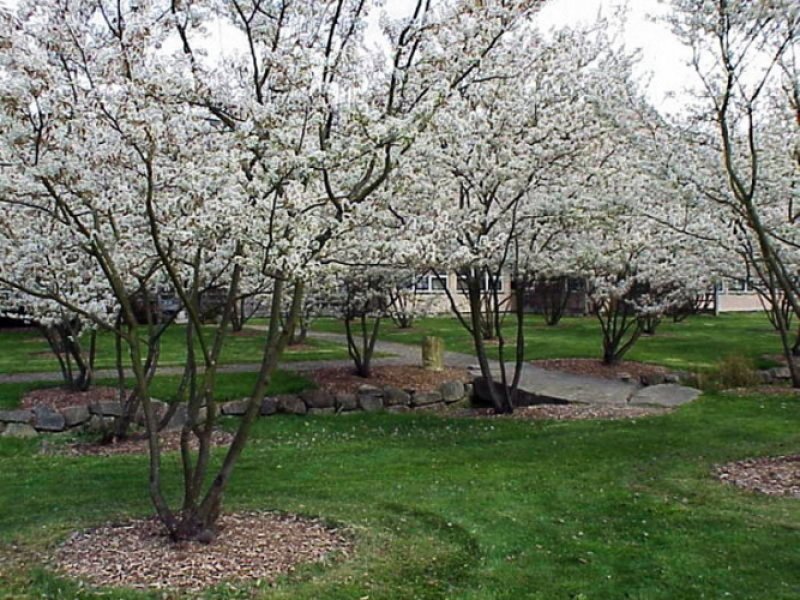 Amelanchier lamarckii ирга канадская