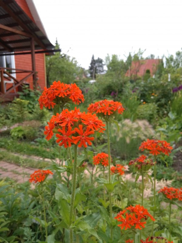 Лихнис Аркрайта