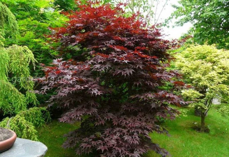 Acer palmatum 'Bloodgood'