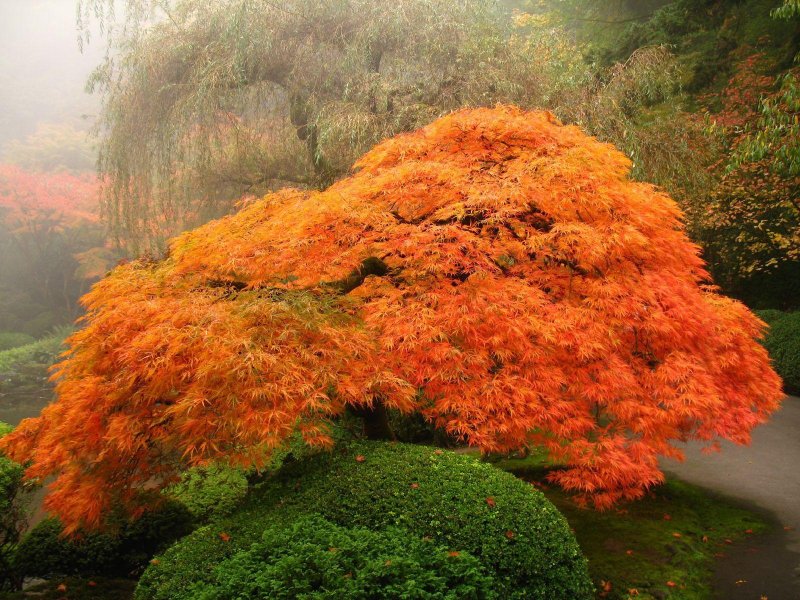 Клен японский palmatum Waterfall