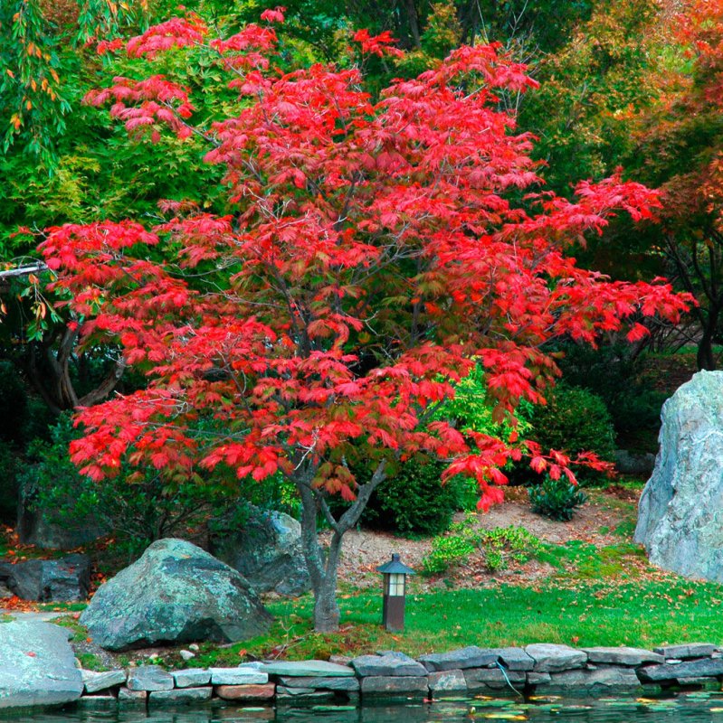 Клен японский Acer japonicum Thunb.