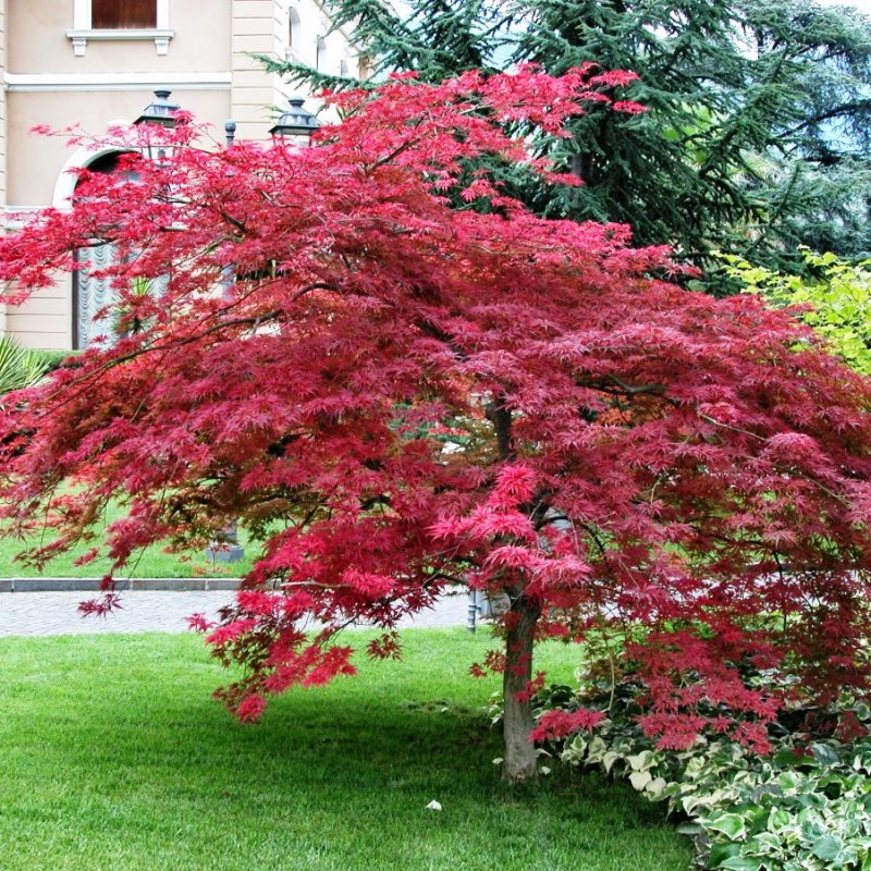 Клен веерный Atropurpureum