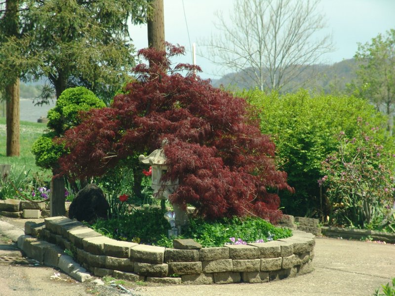 Acer palmatum 'Tamukeyama'