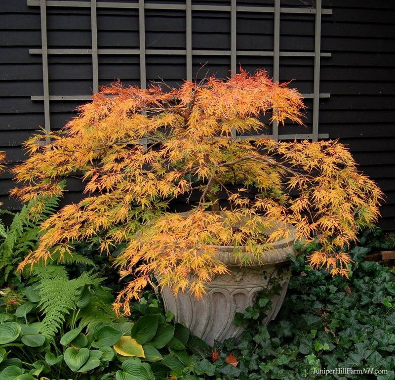 Acer palmatum dissectum “viridis”