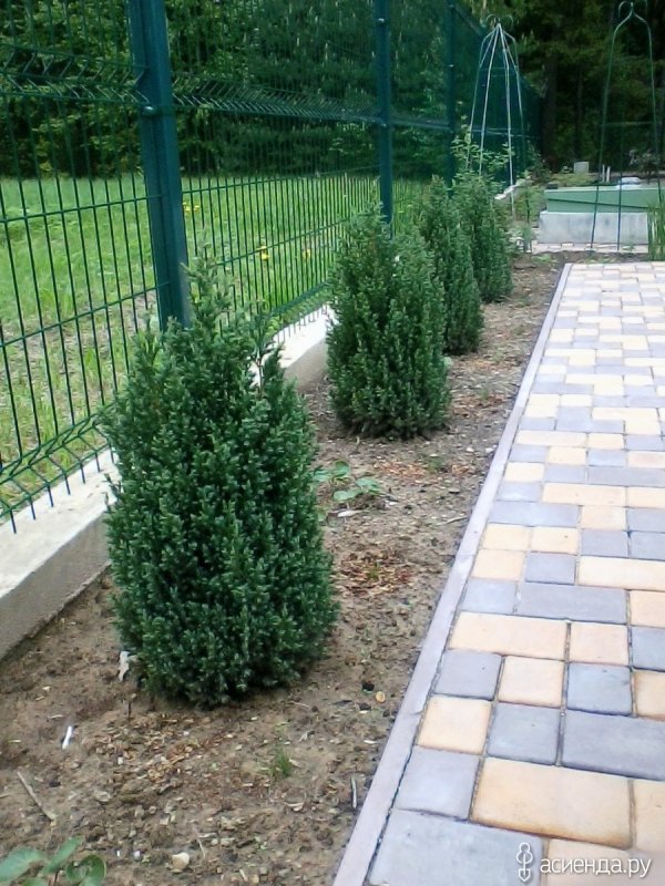 Можжевельник минт джулеп с горной сосной