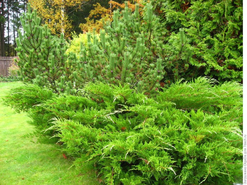 Можжевельник китайский Стрикта (Juniperus chinensis stricta)