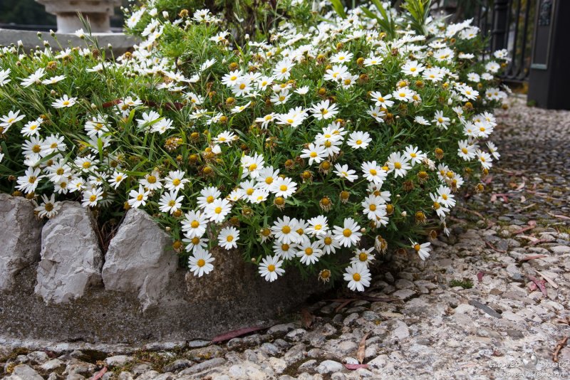 Клумба с ромашками