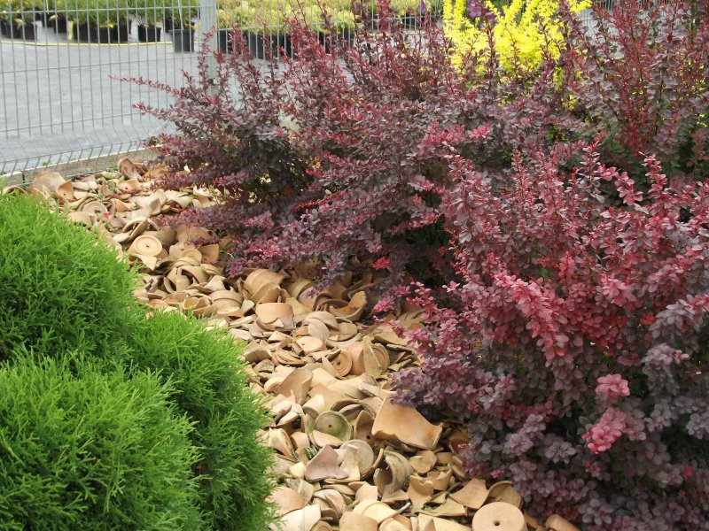 Барбарис Тунберга (Berberis thunbergii `Harlequin`)